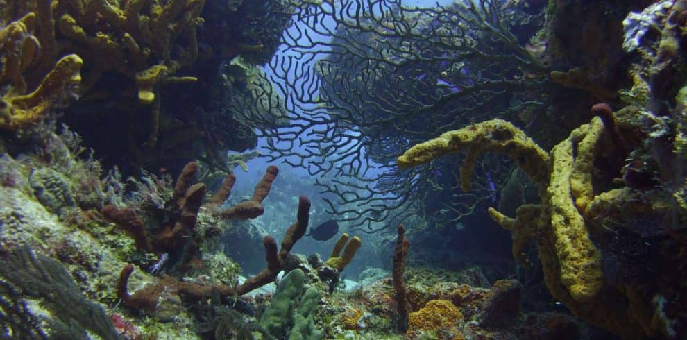 reef art of diving